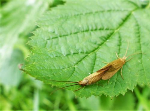 Réf. 241 573 : Goera pilosa